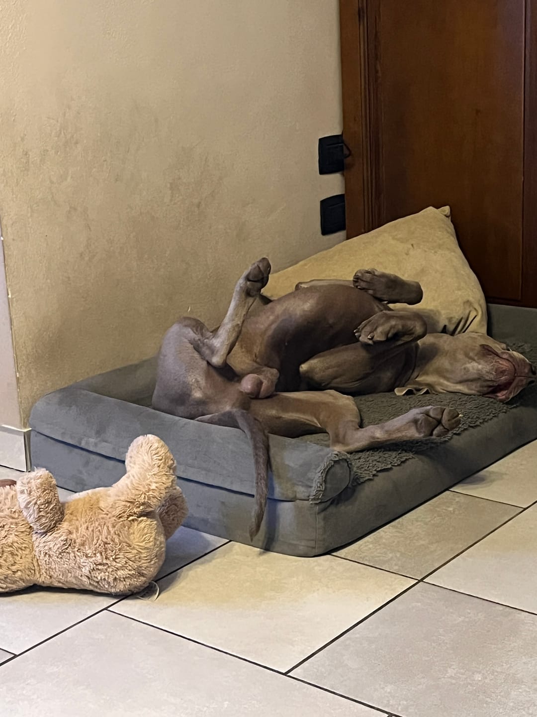 Customer photo review of Linea Grain Free - Eglefino, Patate Dolci e Prezzemolo - Cane Adulto