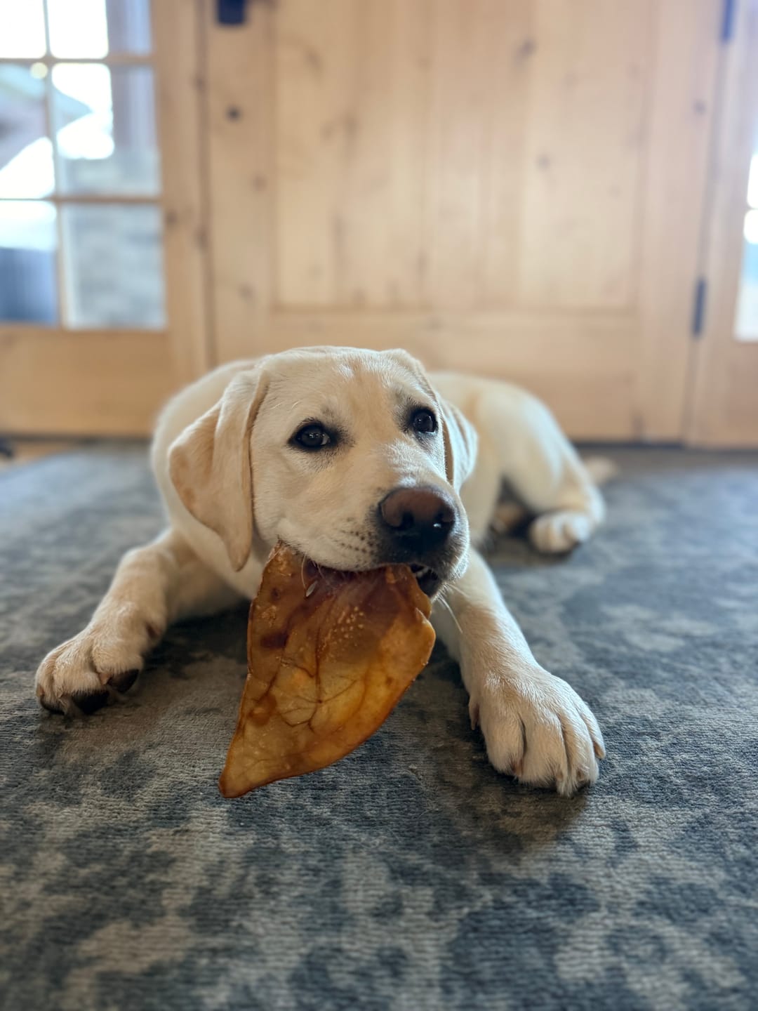 Customer photo review of Pig Ears