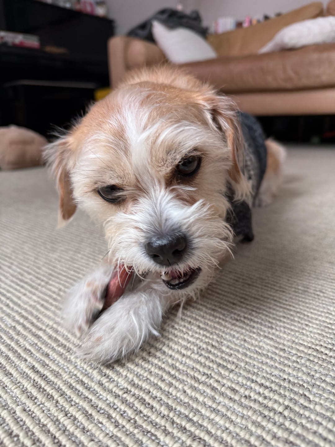 Customer photo review of 5-6 Inch Champion Chew
