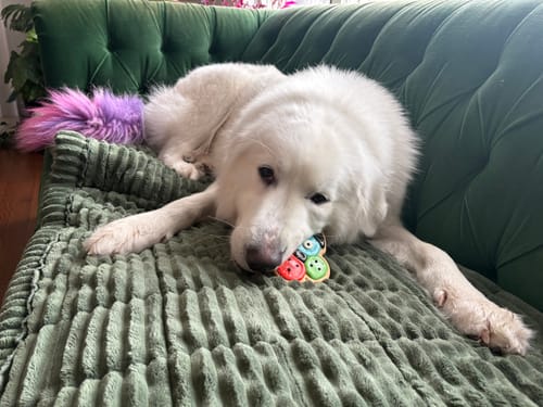 Customer photo review of Frosted Cookies for Dogs