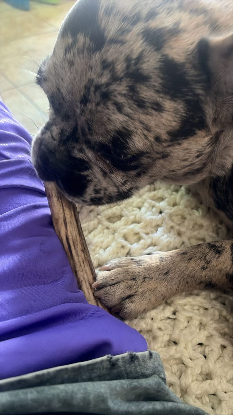 Customer photo review of Oreja de cerdo