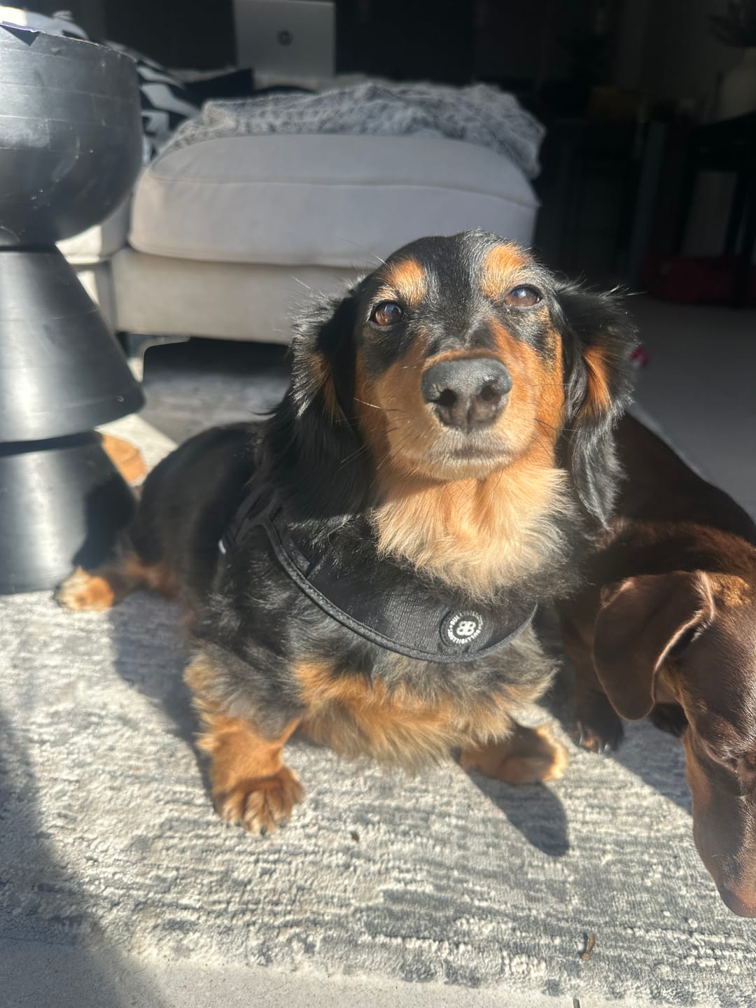 Customer photo review of Boomerang Harness - XS-M Breeds - Black