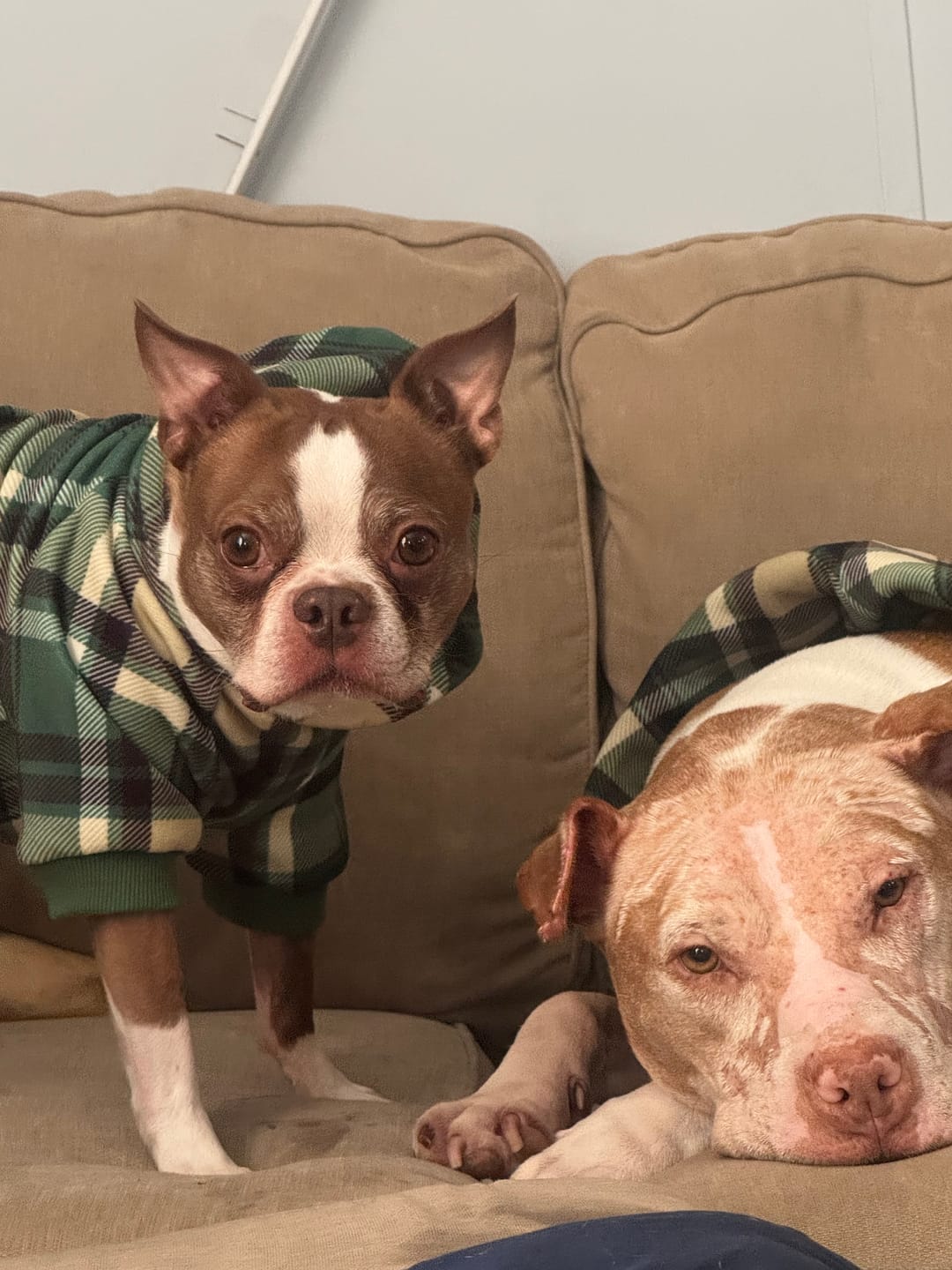 Customer photo review of Green Plaid Dog Hoodie
