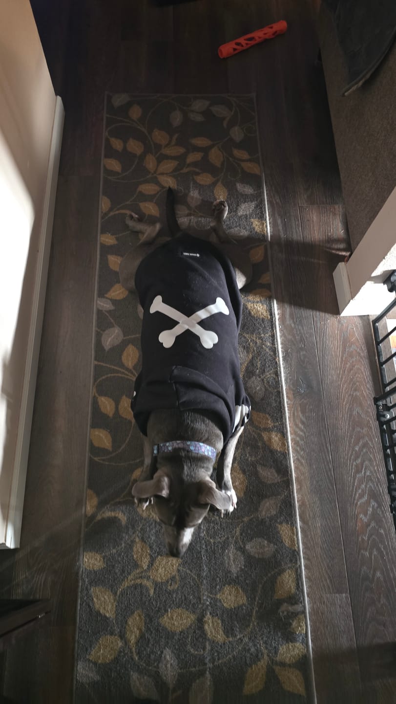 Customer photo review of Bark-Less Bites - XL Breed