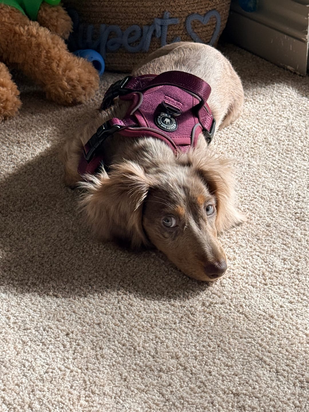 Customer photo review of Trail & Glow® Dog Harness - Mulberry Tweed