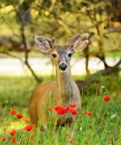 Customer's original photo of a deer in a poppy field, used to create their custom paint-by-numbers kit.