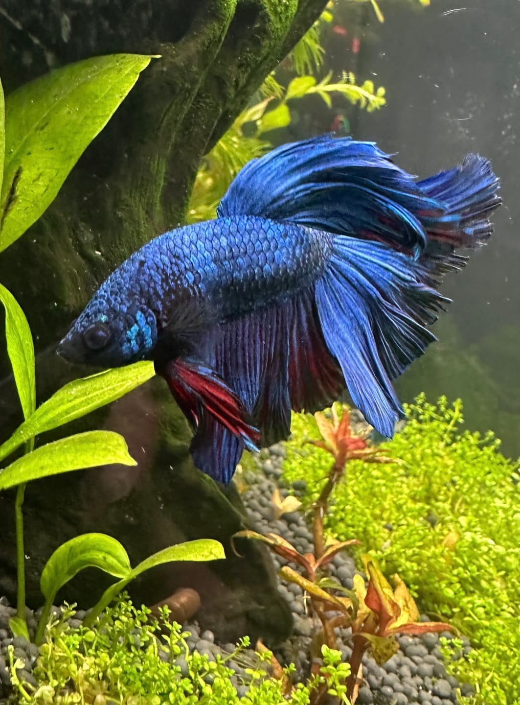 Customer photo review of Super Blue Halfmoon Male Betta Fish