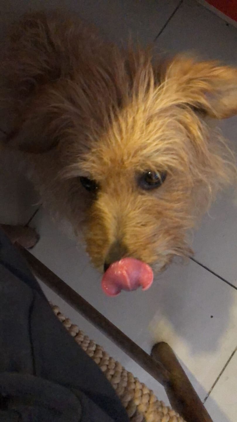 Customer photo review of PetFamily Foods Razas Pequeñas
