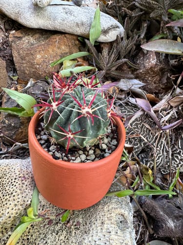 Customer photo review of Ferocactus Latispinus | Devil’s Tongue Cactus