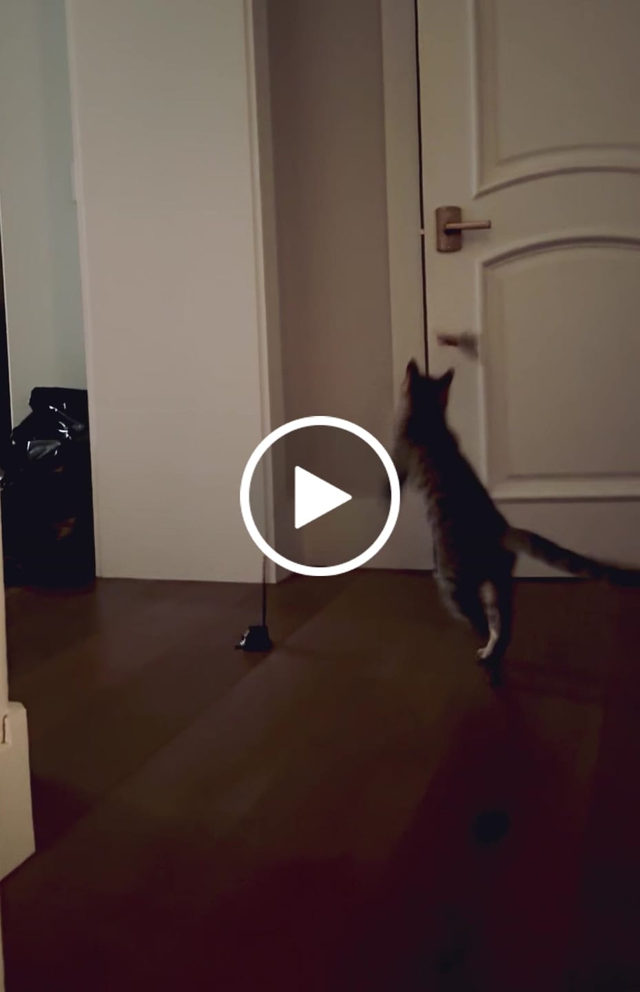 Customer video review of Interactive Bird Simulation Cat Toy Set | Leo's Paw