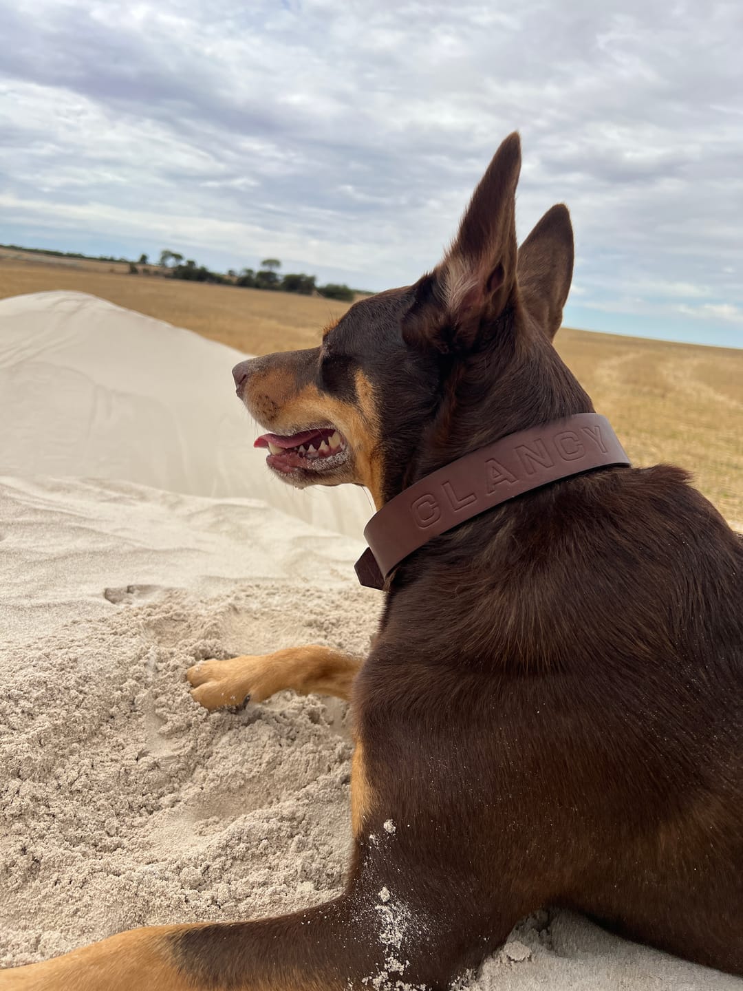 Customer photo review of BIG Dog Collar