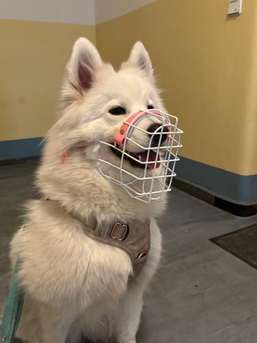 Customer photo review of Maulkorbberatung (online)