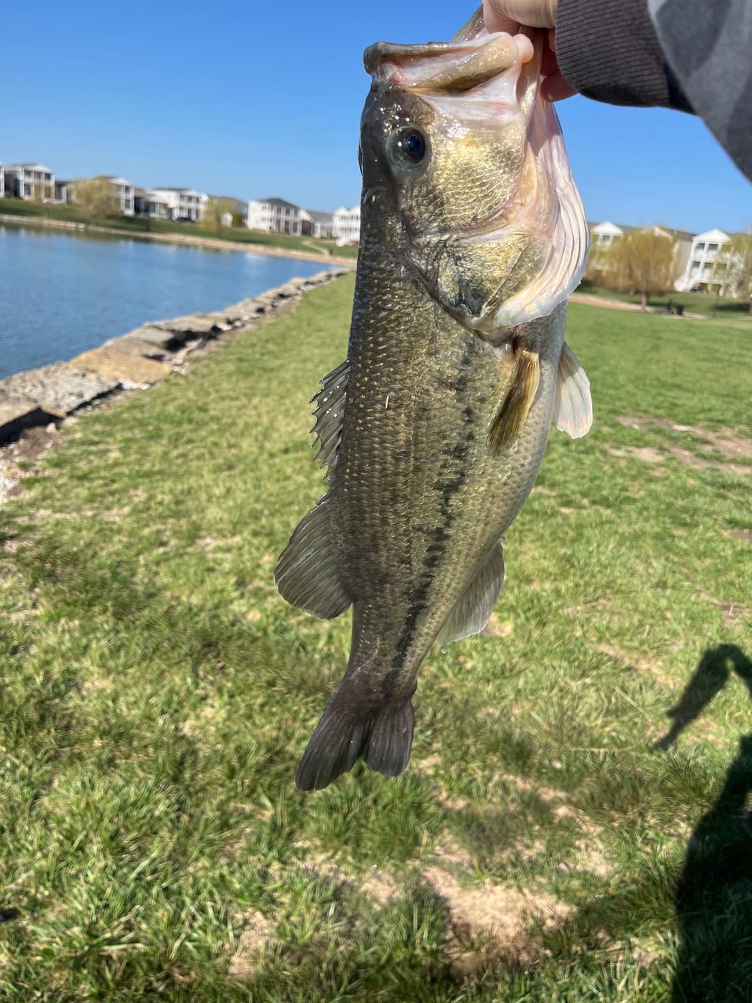 Customer photo review of Scuttletail™
