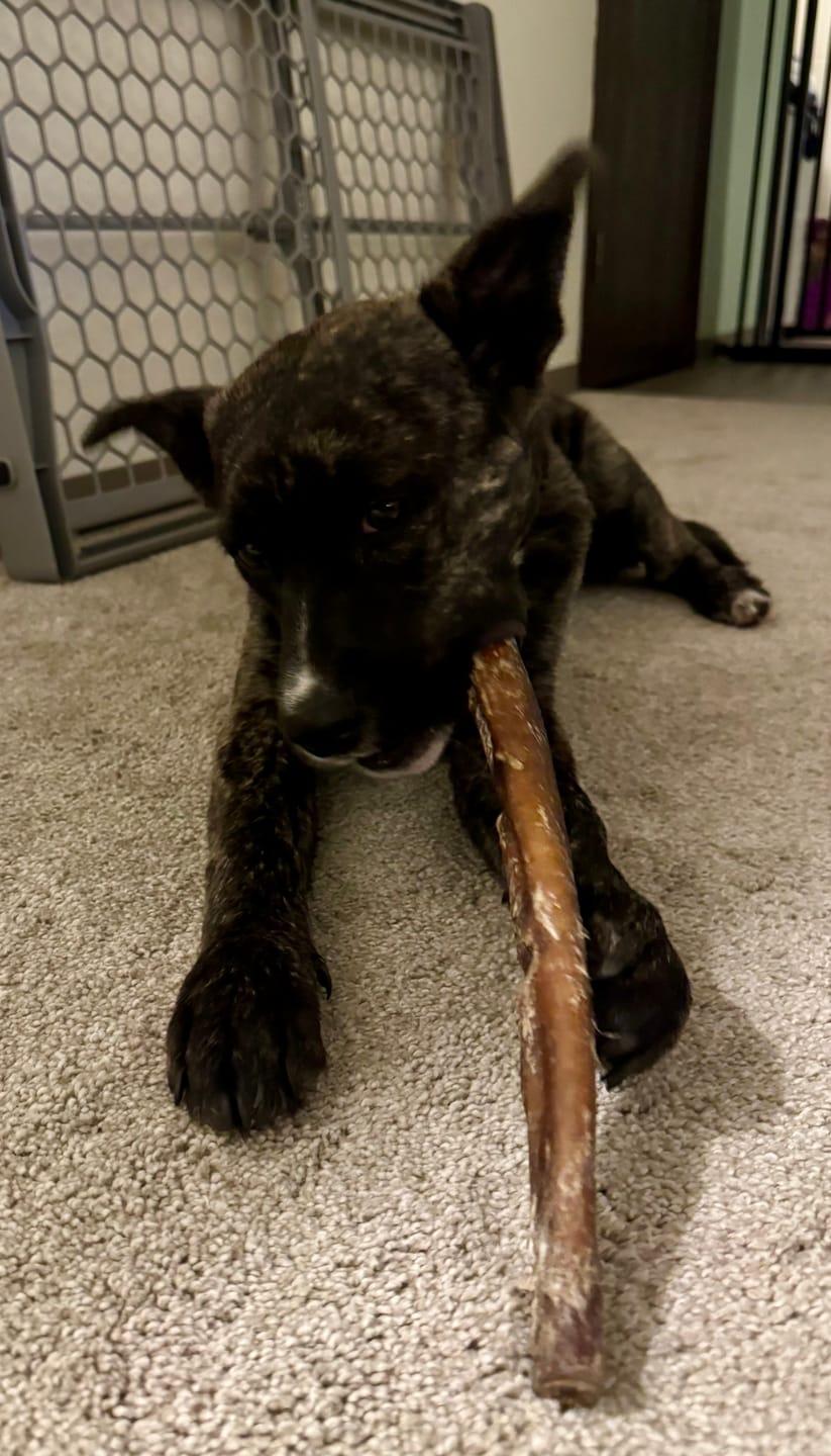Customer photo review of 10"-12" American Jumbo Smoked Bully Sticks
