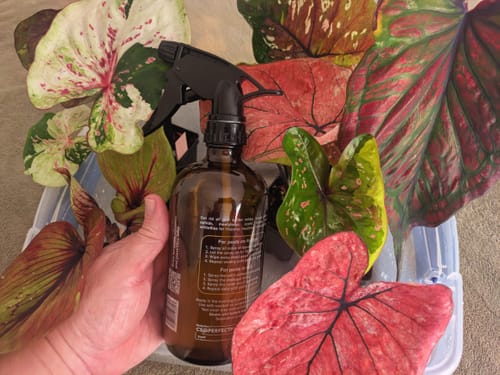 Customer holding the Houseplant Pest Spray bottle surrounded by many colorful Thai Caladium leaves.