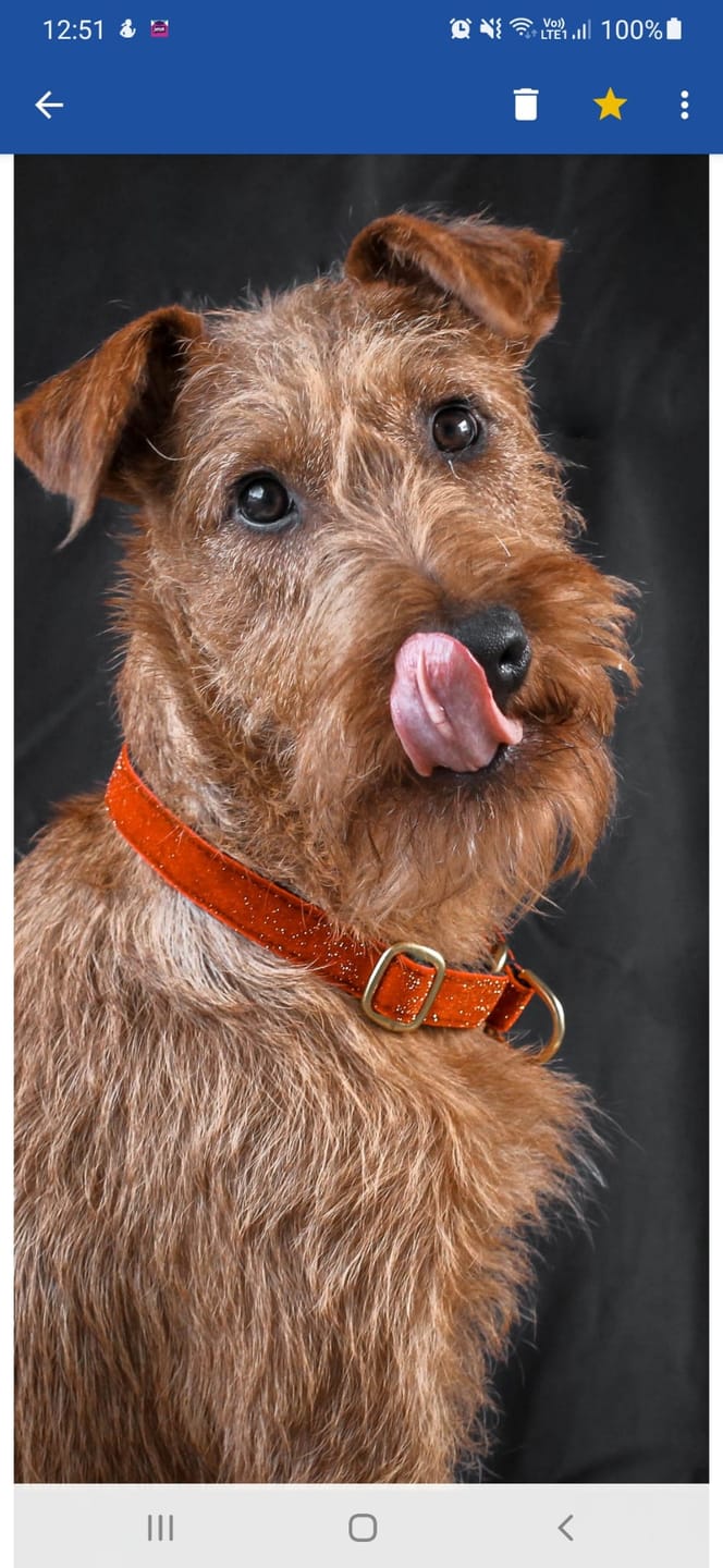 Customer photo review of Nutridog-Leckerlies und Kausnacks für Hunde