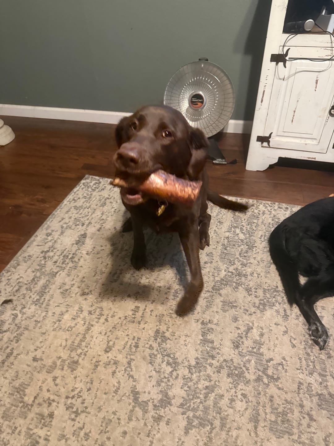 Customer photo review of 1 LB Chew Pack