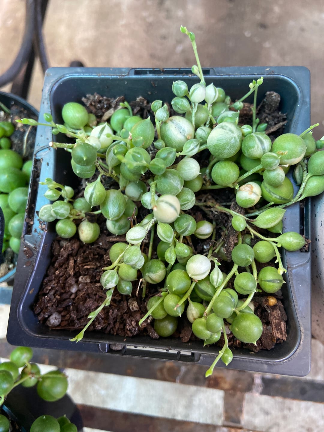 Customer photo review of Variegated String of Pearls - Senecio rowleyanus variegata