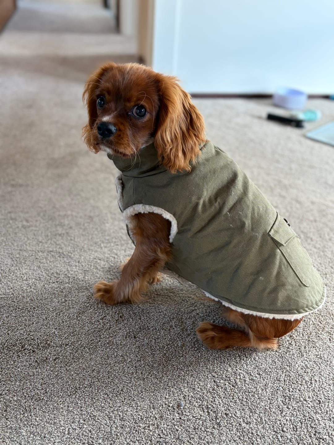 Customer photo review of Workdog Insulated Utility Jacket - Green