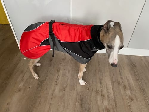 Customer photo review of Blaze - Summer/Winter Sighthound Coat with Harness Hole