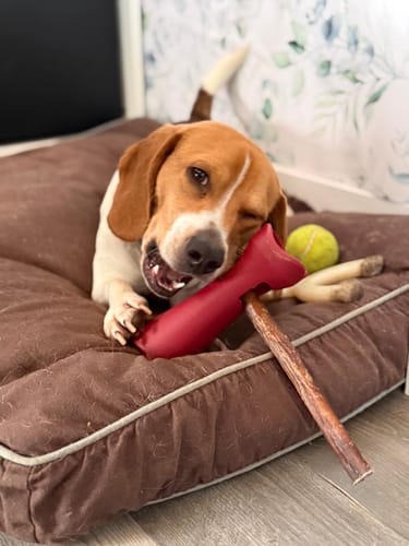 Customer's happy beagle on a dog bed next to a 12 Inch Thick Bully Stick and other toys.