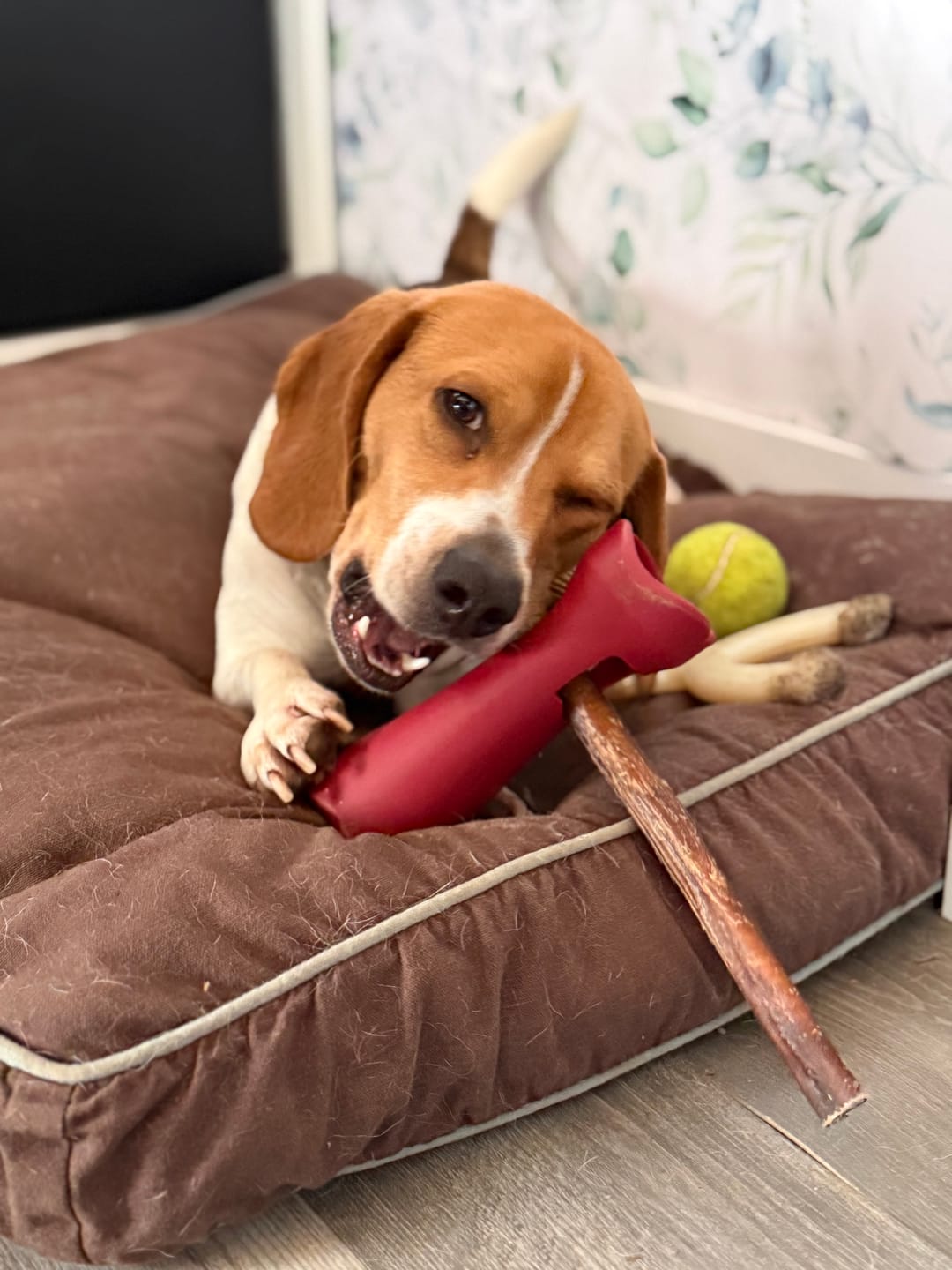 Customer photo review of 12 Inch Thick Bully Stick