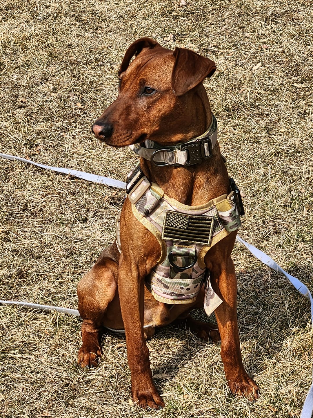 Customer photo review of Classic Heavy-Duty Tactical No-Pull Team K9™ Dog Harness With Front & Back D-Rings, Quick-Release Metal-Buckles, Hook & Loop Panels, & Top Handle