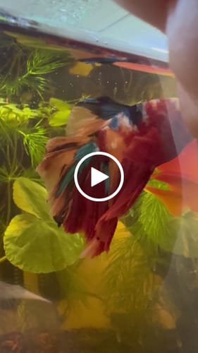 Customer video review of Multicolor Halfmoon Male Betta Fish | Order Directly From Farm | You Pick Fish