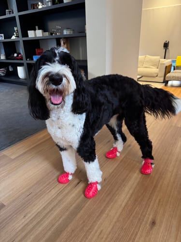 Customer photo review of WagWellies® Mojave