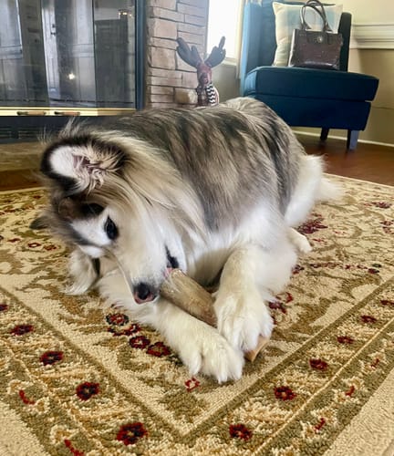 Customer photo review of Ostrich Chunky Bones (5" x 2" - 2 Pack): The Long-Lasting, Flavor-Packed Bones for Medium to Large Dogs