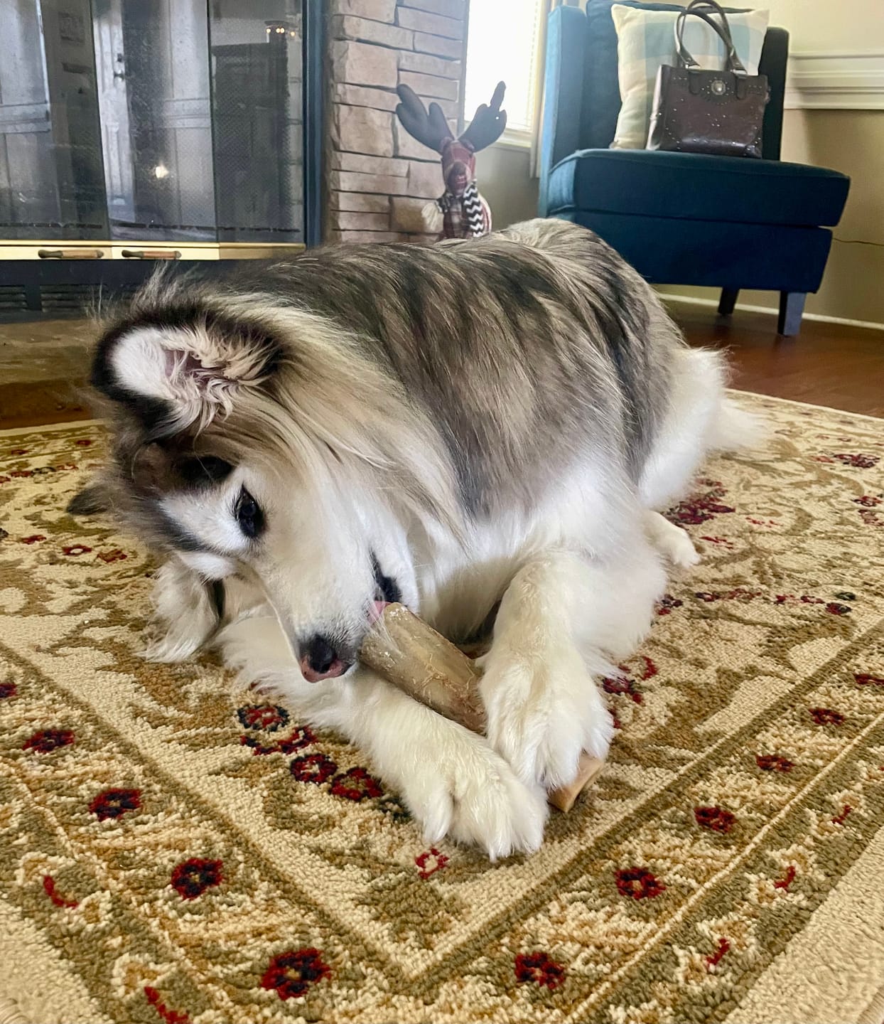 Customer photo review of Ostrich Chunky Bones (5" x 2" - 2 Pack): The Long-Lasting, Flavor-Packed Bones for Medium to Large Dogs