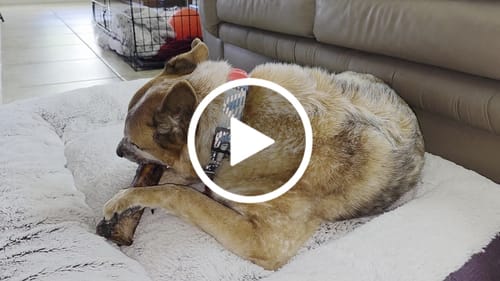 Customer video review of Smoked Beef Marrow Bone