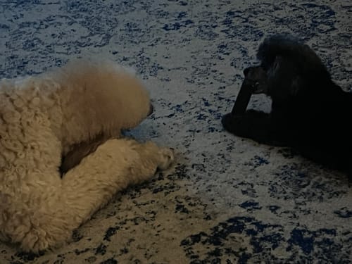 Reviewer's two poodles on a patterned rug, one chewing a dark Blueberry Yak Chew.