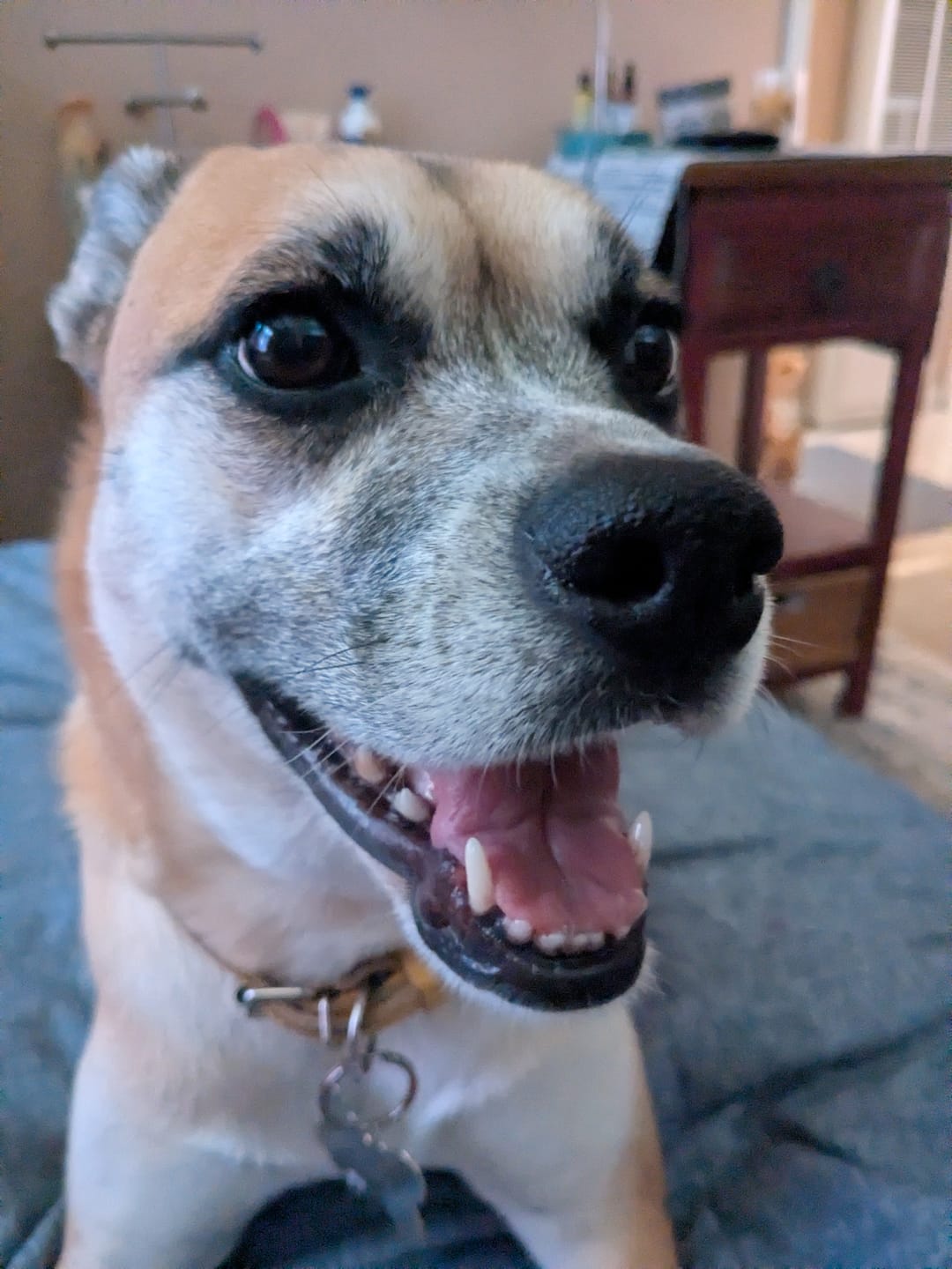 Customer photo review of Organic Coconut Pet CBD Oil (Multiple Sizes)