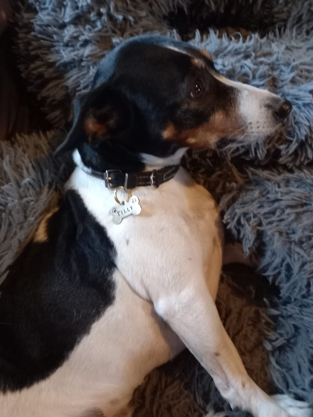 Customer photo review of Bone Shape Dog Tag 2mm Solid Brass