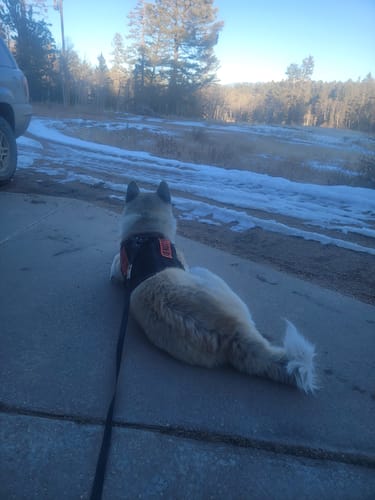 Customer's dog resting outdoors while wearing a harness with a visible Custom Hook & Loop Patch.