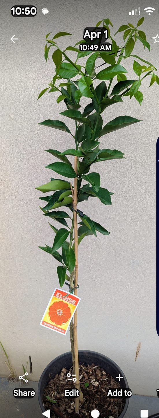 Customer photo review of Mandarin - Seedless Eloise QLD ONLY