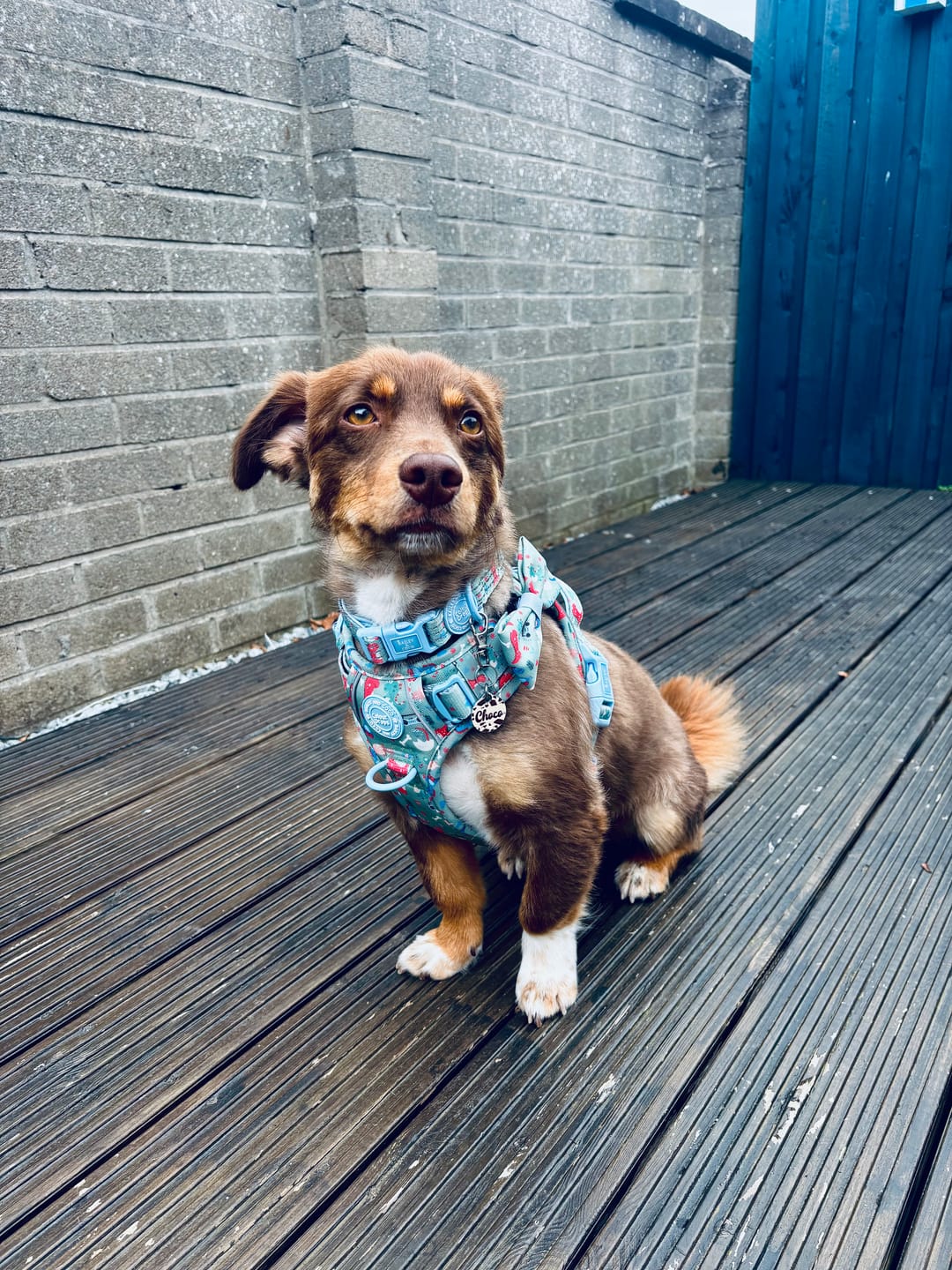 Customer photo review of Dinosaur Dog Harness – Dino Party Reflective No-Pull
