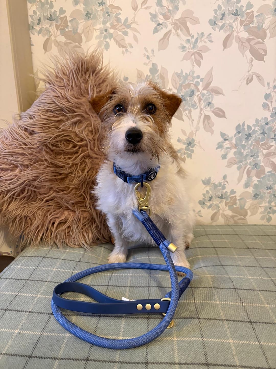 Customer photo review of Collar - Walkies Ready® Cornflower Blue