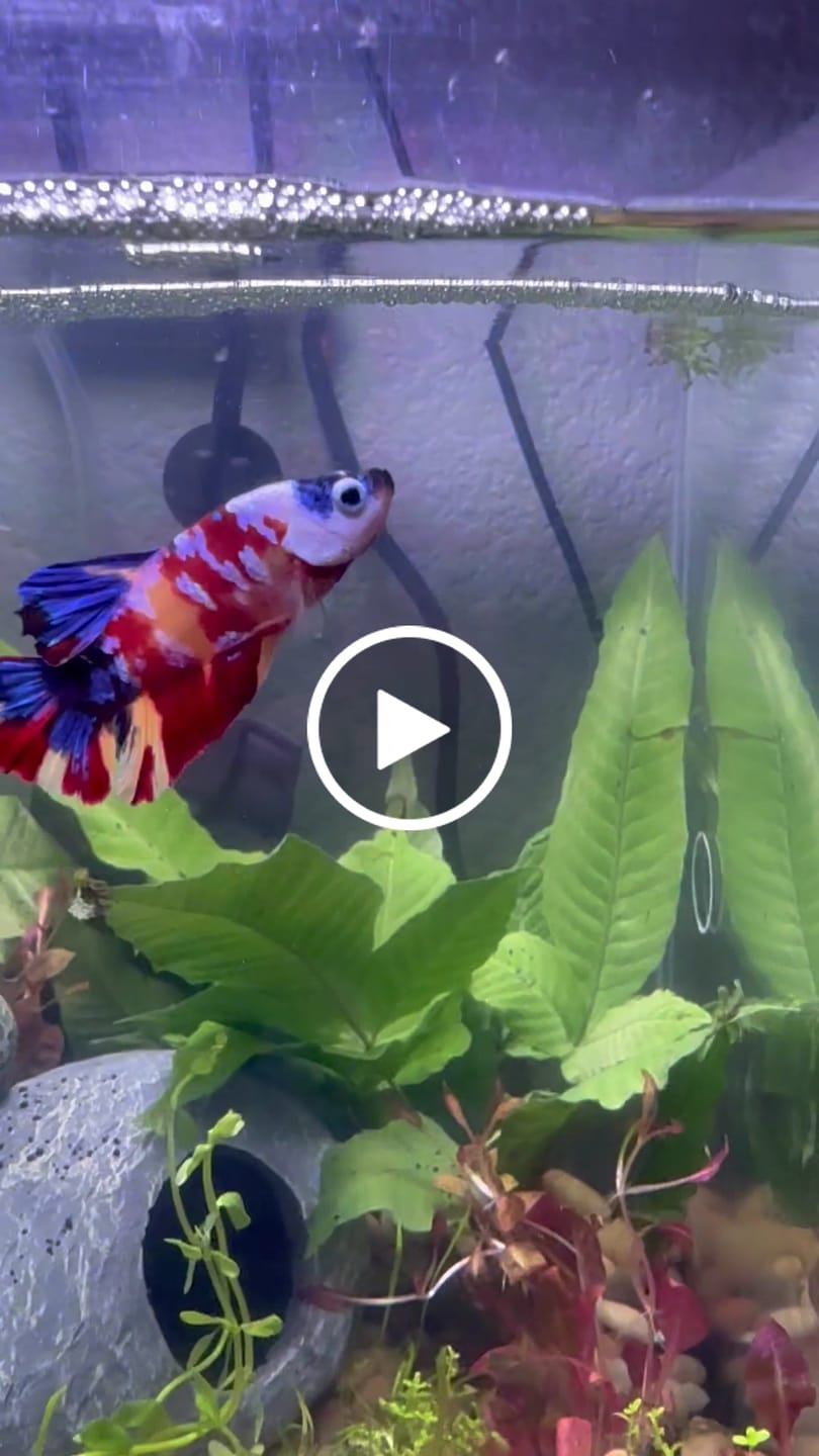 Customer video review of Koi Multicolor Candy Plakat Male Betta Fish | High Grade | Mystery Betta