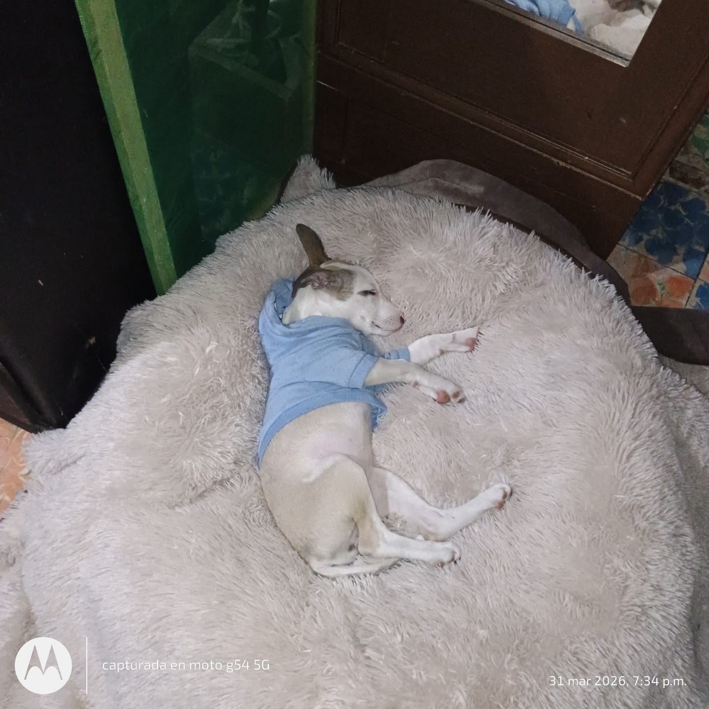 Customer photo review of Cobija Impermeable para Perros