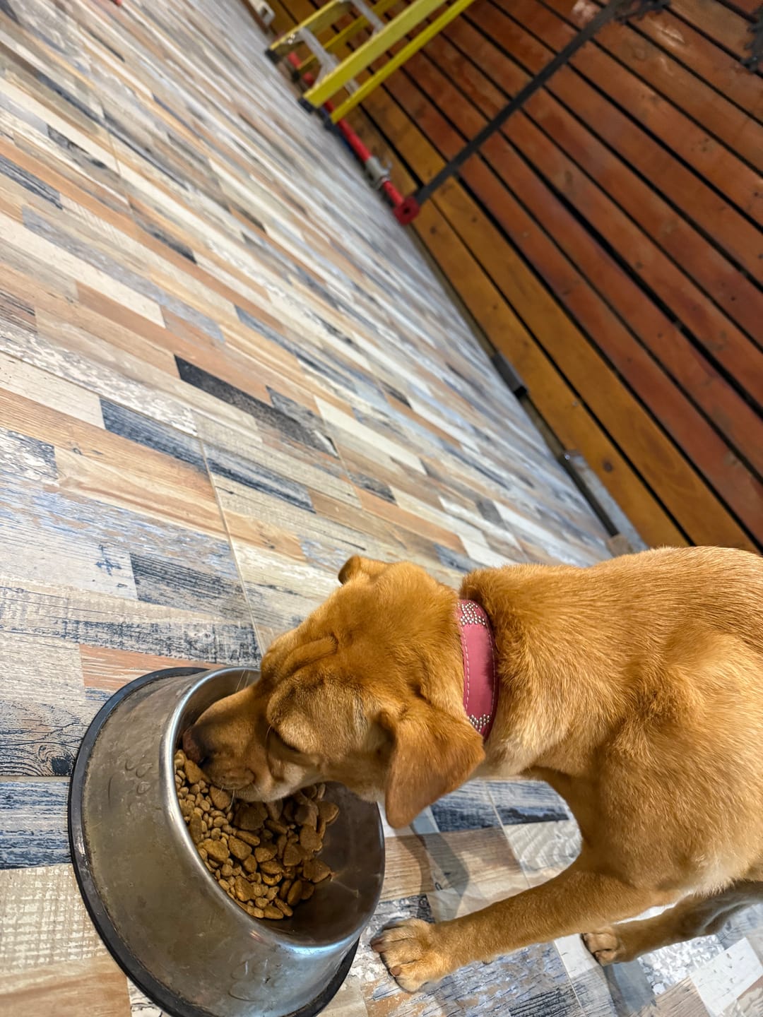 Customer photo review of PetFamily Foods Razas Pequeñas