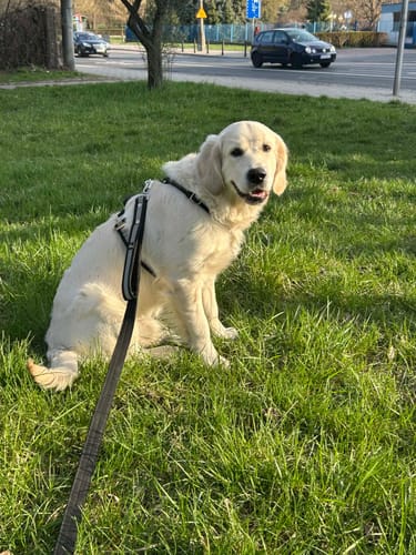 Customer photo review of Szelki z szybką klamrą - Easy Walk Extreme Safe Czarna