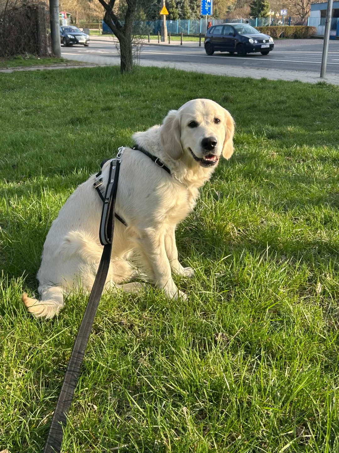 Customer photo review of Szelki z szybką klamrą - Easy Walk Extreme Safe Czarna