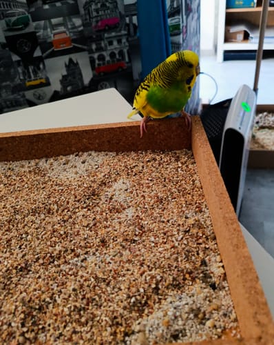 Customer photo review of Vogelgrit