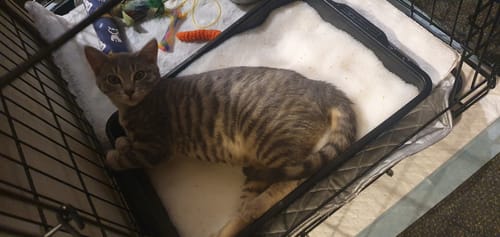 Customer photo review of Fit Litter