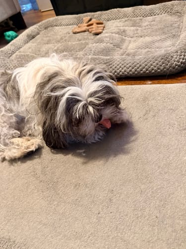Reviewer's small fluffy dog lying on a mat, chewing on a Long-Lasting Yak Chew with its tongue out.