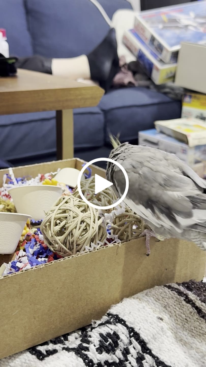 Customer video review of "BYOT" Foraging Flats by Cheep Thrills