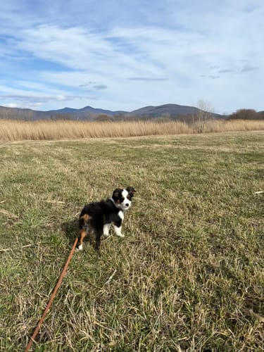 Customer photo review of Biothane Long Line with Detachable Handle