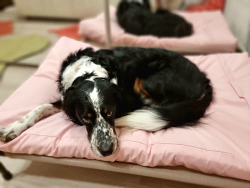 Customer photo review of Materassino Sfoderabile Cotone Unito Siena Rosa Tenue